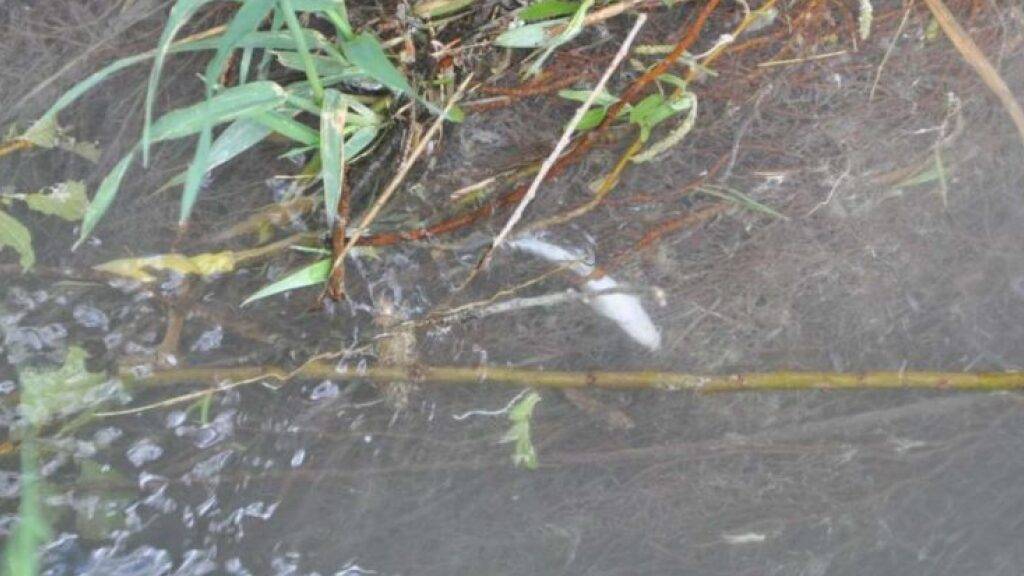 Bauchoben schwimmt ein toter Fisch im Schluchtbach in Derendingen.