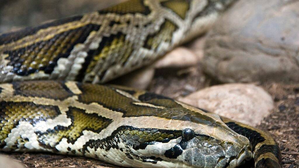 Tigerpythons «gelten als eher zurückhaltende und menschenscheue Tiere», gab das Bezirksamt Neukölln an. (Archivbild)