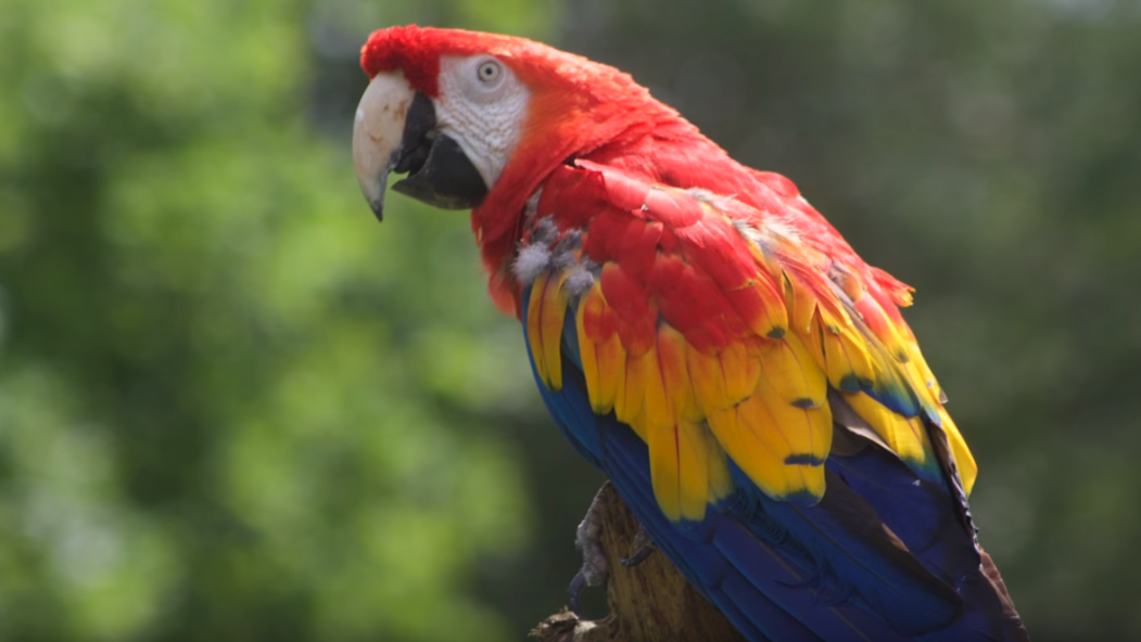 Der berühmte Papagei aus dem Pipi-Langstrumpf-Film lebt im Karlsruher Zoo und ist wohlauf.