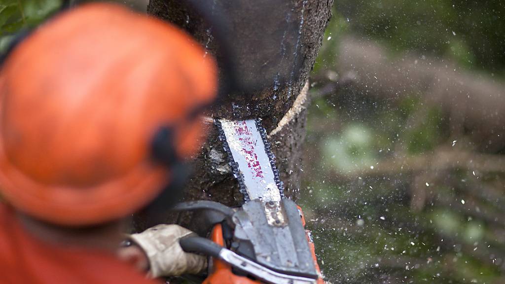 Zwei Männer verletzten sich bei Forstarbeiten schwer. (Symbolbild)