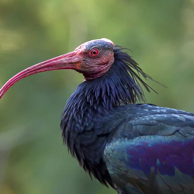 Nach über 400 Jahren: Der Waldrapp ist zurück in Luzern