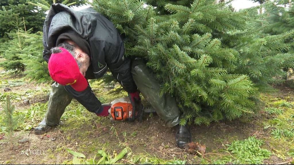 Weihnachtsbaumhändler im Stress