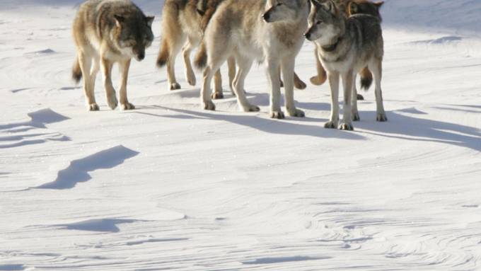 Dauerstress gefährdet das Überleben von Wolfsrudeln