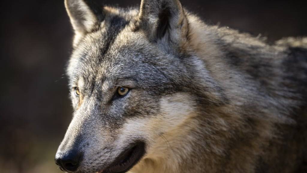 Der Kanton Graubünden kann sechs Wolfsrudel proaktiv regulieren. (Symbolbild)