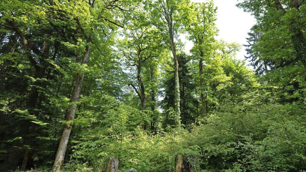 Der Wald ist auch nach 150 Jahren Naturschutz bedroht