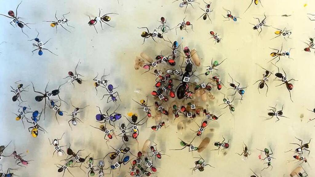 Ameisen mit ihrem Alter als Farb- und Barcode auf dem Rücken. Lausanner Forscher haben gezeigt, dass in Ameisenkolonien die «beruflichen» Aufstiegschancen nach dem Zufallsprinzip verteilt sind (Bild UNIL).