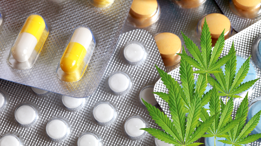 Wird Cannabis bald als Antibiotikum eingesetzt?