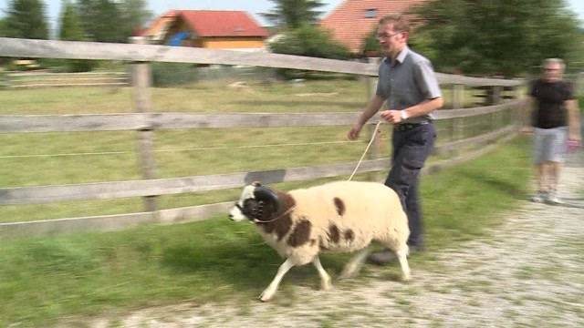 Schaf-Trekking – ein Konzept mit Zukunft?