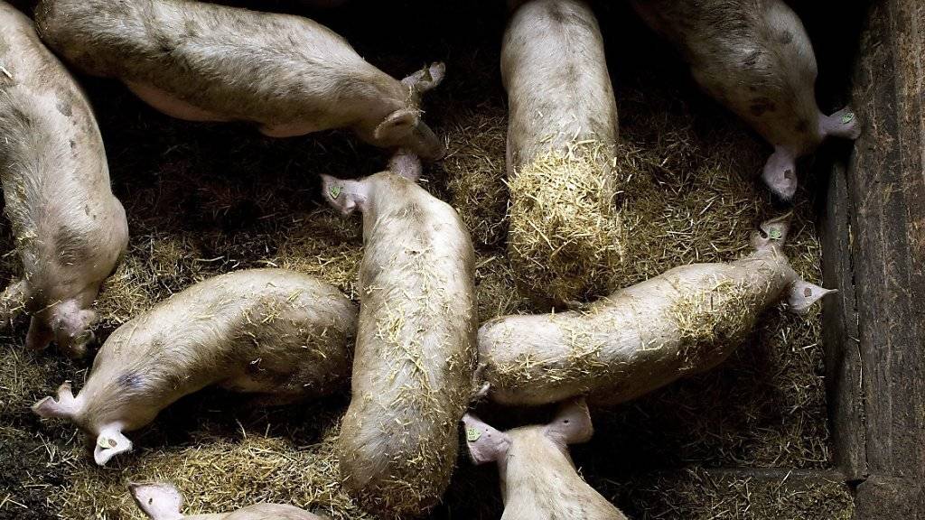 Der Kanton Waadt will gegen zwei Schweinezuchtbetriebe vorgehen, die ihre Tiere in engen und verdreckten Ställen fast ohne Licht dahin vegetieren lassen. (Symbolbild)