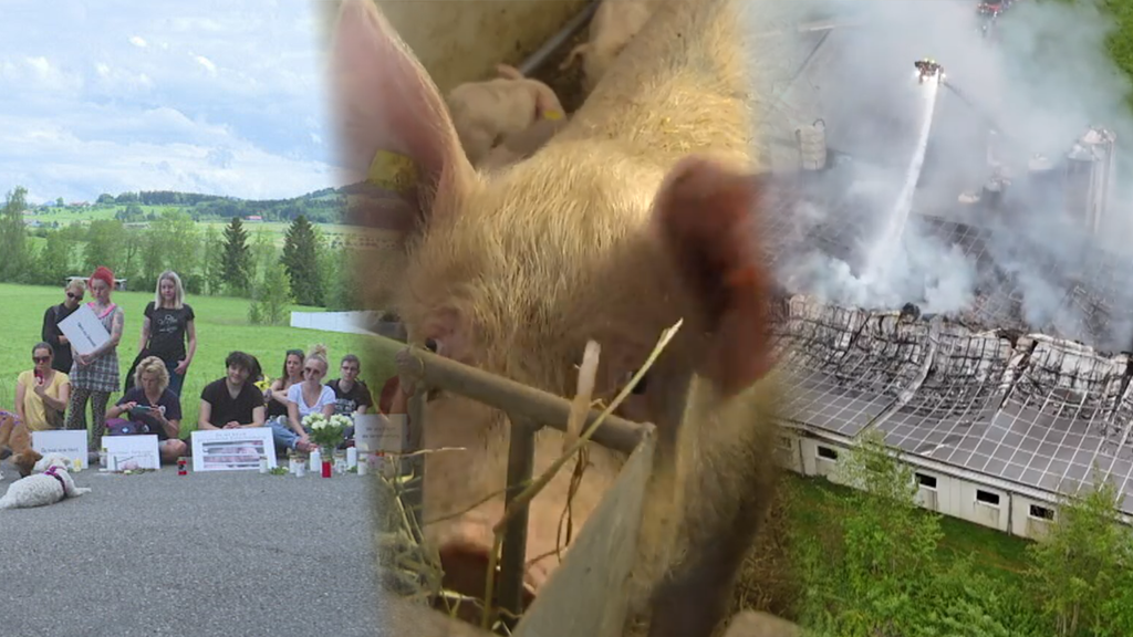 Mahnwache in Gossau: Tierschützer gedenken 800 verendeten Schweinen