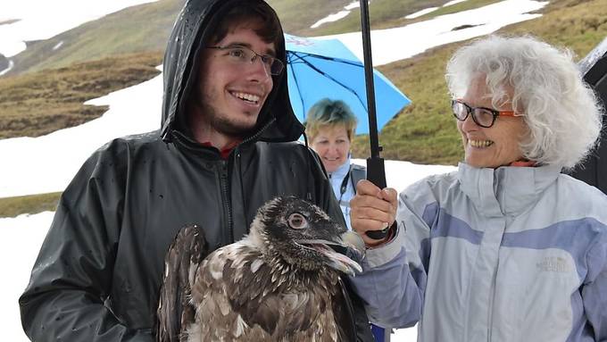 Erstmals männliche Bartgeier in der Zentralschweiz ausgewildert