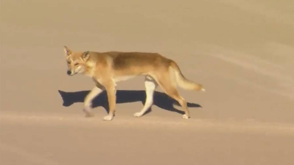 Dingos sind hundeähnliche Raubtiere, die vor allem in Australien leben. Zuletzt hatten sich Dingo-Attacken auf Menschen gehäuft. (Archivbild)