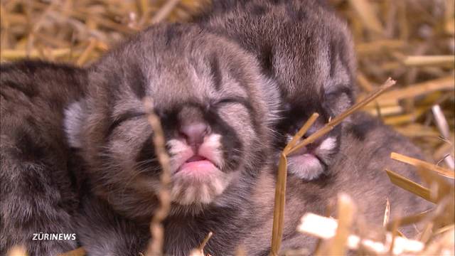 Puma-Nachwuchs im Plättli Zoo Frauenfeld