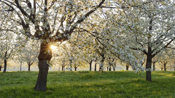 Die Vegetation ist schon gefährlich weit: Mildes Wetter wird zur Gefahr