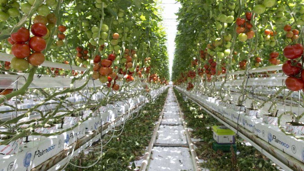 Tomaten, die ausserhalb des Bodens wachsen, müssen künftig nicht mehr als Hors-Sol-Produkt gekennzeichnet werden. (Symbolbild)