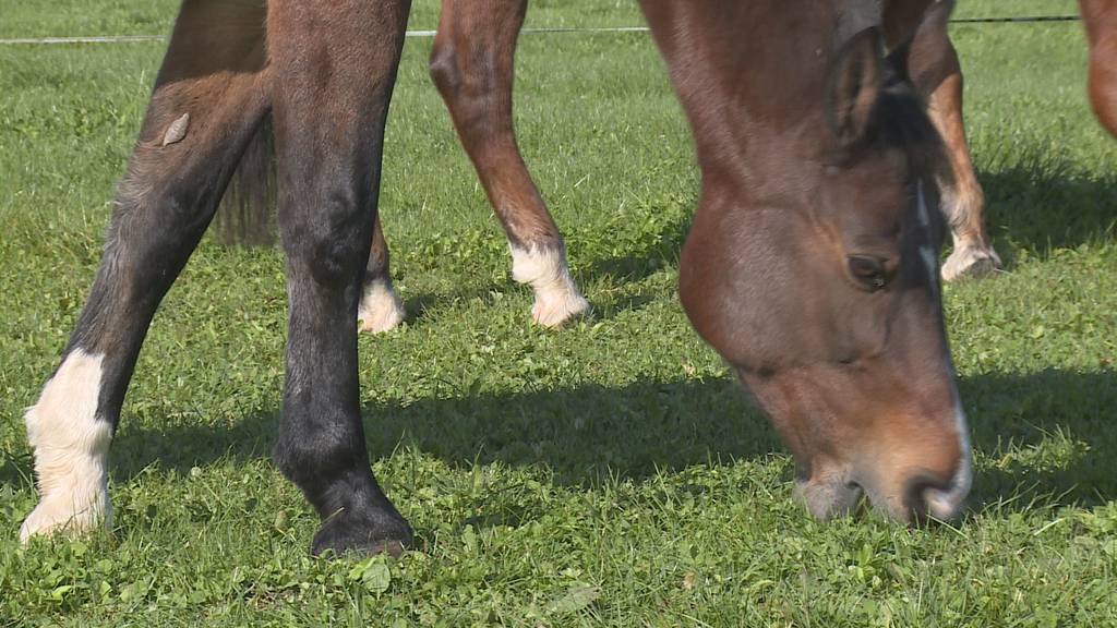 Gutmütigkeit und starke Nerven