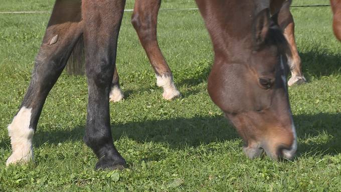 Die Pferde der Reitstaffel brauchen gute Nerven