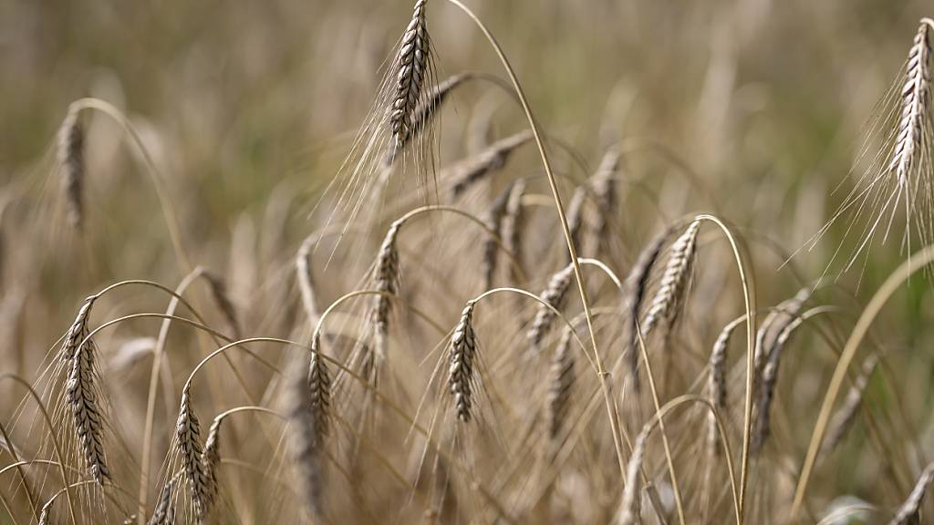 St. Galler Kantonsrat will Meldetool für die Landwirtschaft stoppen