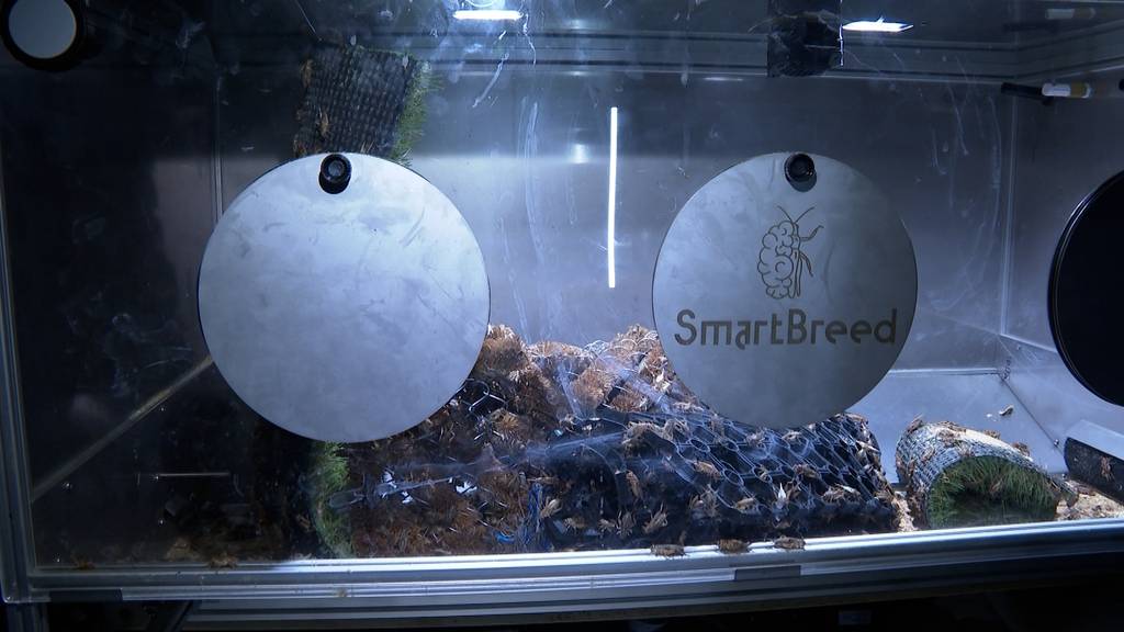 SmartBreed