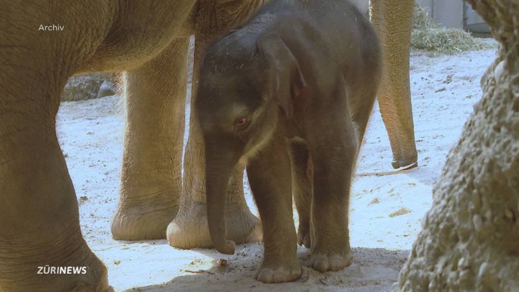 Letzter Jungelefant im Zoo Zürich tot: Zali nach Unfall gestorben
