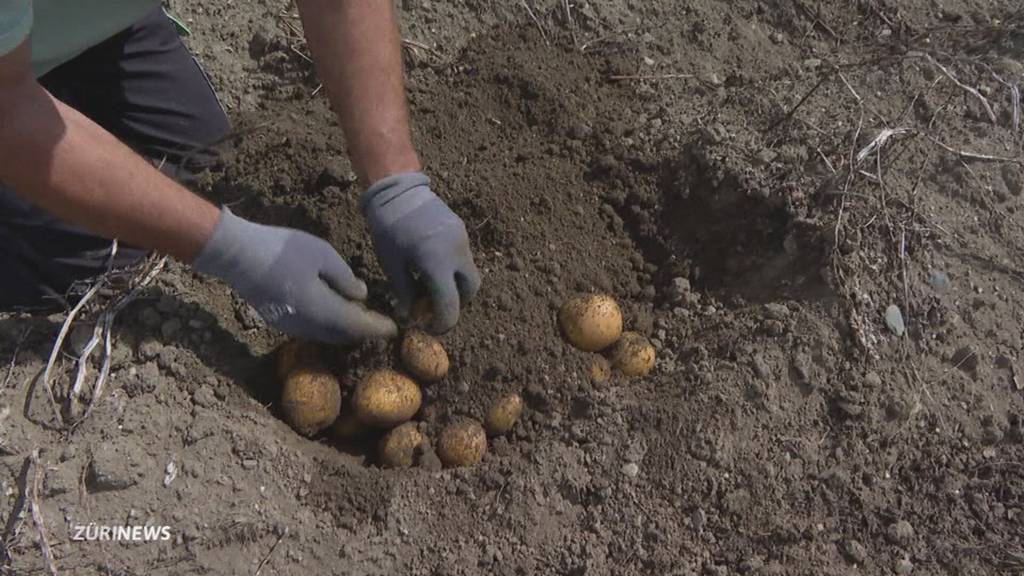 Tiefste Kartoffelernte seit Messbeginn