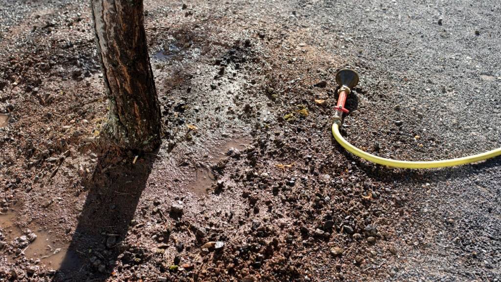 Die Stadt Zürich pflanzt bis im Frühling 1000 neue Bäume. (Archivbild)