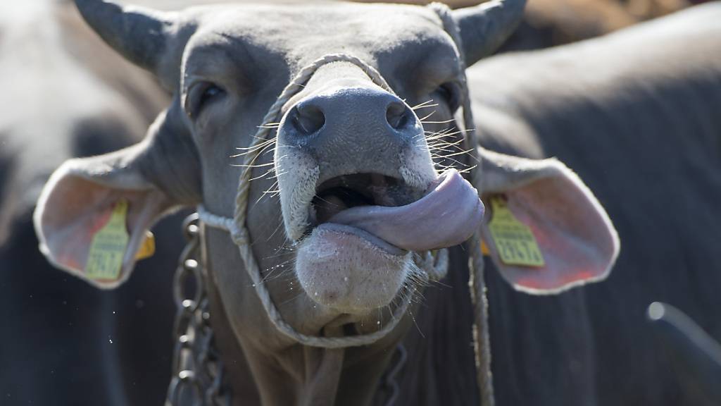 Ein Stier ist in Unteriberg SZ wild geworden. (Symbolbild)