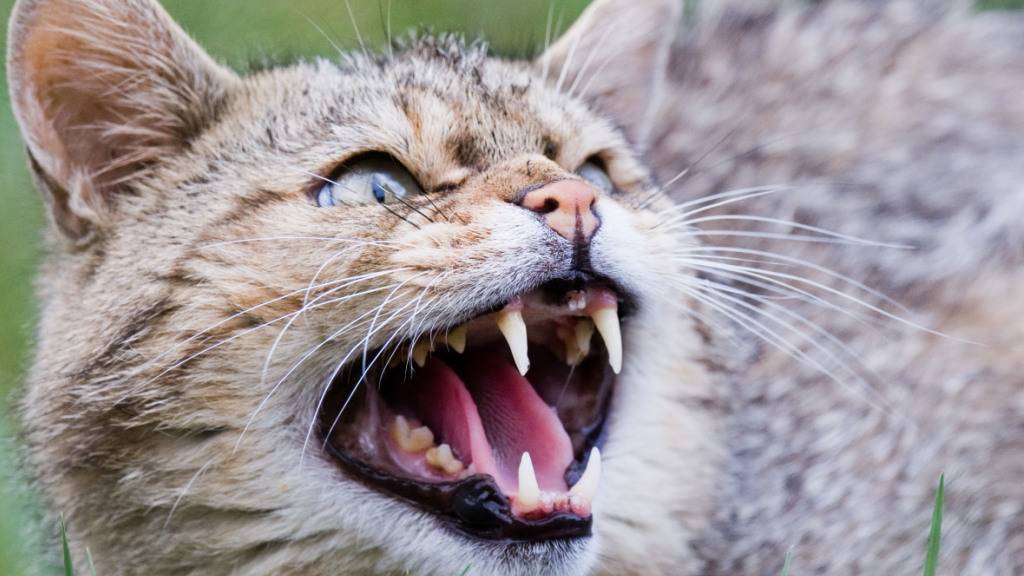 Der Europäischen Wildkatze droht in der Schweiz der Verlust ihres Genpools, da sie sich mit Hauskatzen kreuzen.