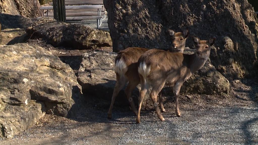 Zuschauerentzug: Zootiere vermissen die Besucher