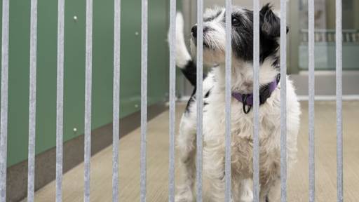 Luzerner Veterinärdienst könnte für Prozesse Parteirechte erhalten