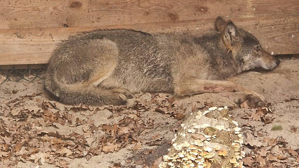 HANDOUT - Der Wolf, der eine Frau in Hamburg verletzt hat, liegt in eine Wildtierauffangstation bei Sachsenhagen. Foto: Umweltbehörde Hamburg/dpa/Archivbild - ACHTUNG: Nur zur redaktionellen Verwendung im Zusammenhang mit der aktuellen Berichterstattung und nur mit vollständiger Nennung des vorstehenden Credits