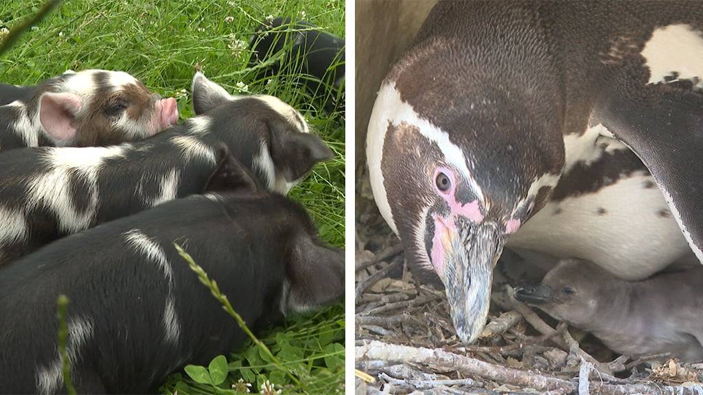 Talentierte Schweine / Pinguin Nachwuchs