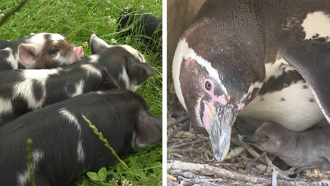 Talentierte Schweine / Pinguin Nachwuchs