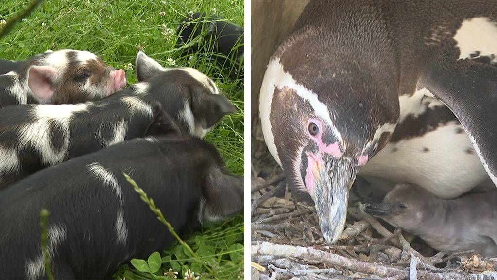 Talentierte Schweine / Pinguin Nachwuchs