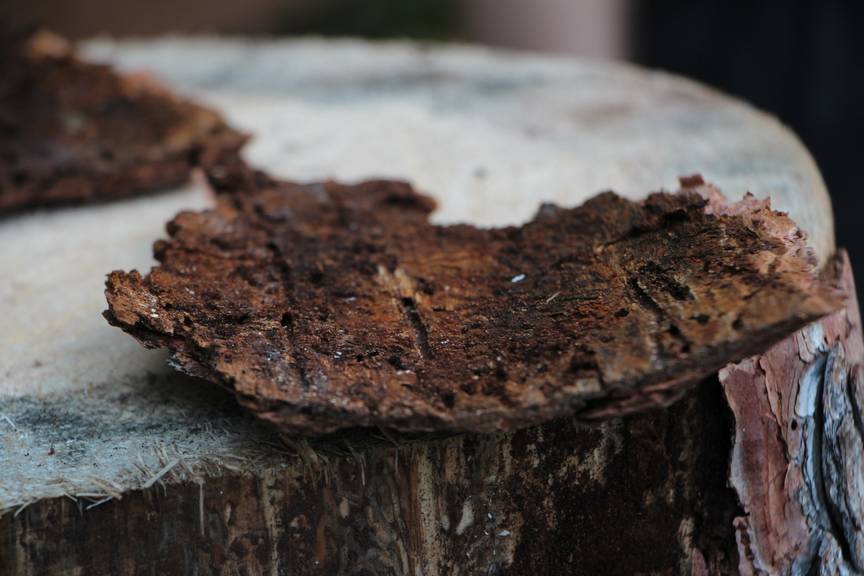 Durch den Borkenkäferbefall hat es derzeit ein Überangebot an Holz. (Bild: Lara Abderhalden)