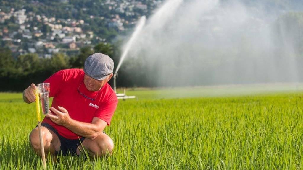 Betriebsleiter Markus Giger überwacht die Bewässerung eines Reisfeldes im Maggia-Delta bei Ascona, aufgenommen am 1. Juli 2018.