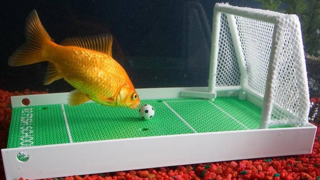 Fussball-Kit für Fische