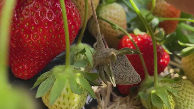 Pilz frisst Zürcher Beerenproduzenten die Ernte weg