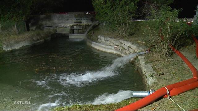 Wassermangel: Fische kämpfen ums Überleben