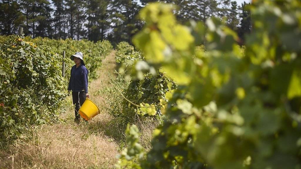 Unabdingbar für die Agrarverbände: Saisonarbeiter bei der Ernte in einem Weinberg in Australien. (Archivbild)
