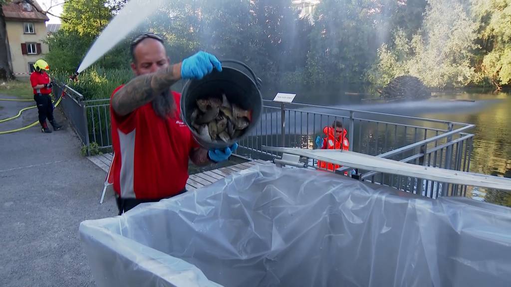 Weitere 400 tote Fische aus Nestweiher geborgen