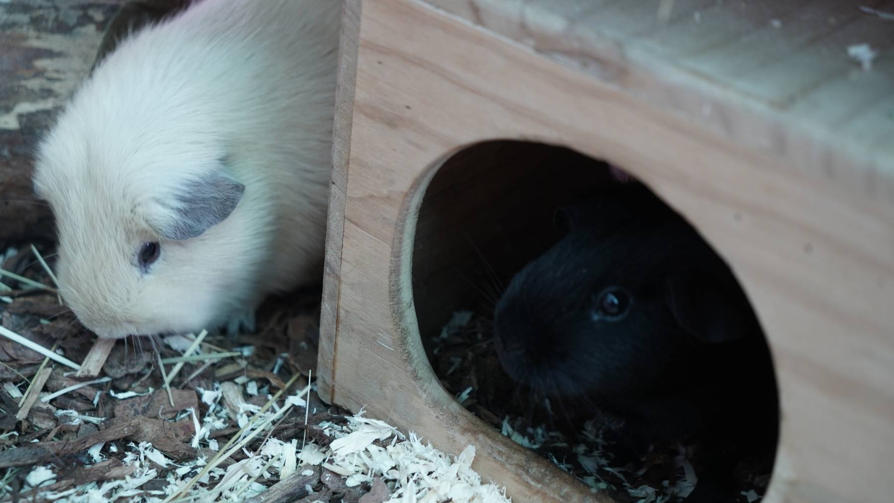 Klecksi & Bambi