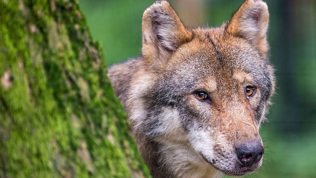 Wolf reisst sechs Schafe in Wildhaus-Alt St. Johann