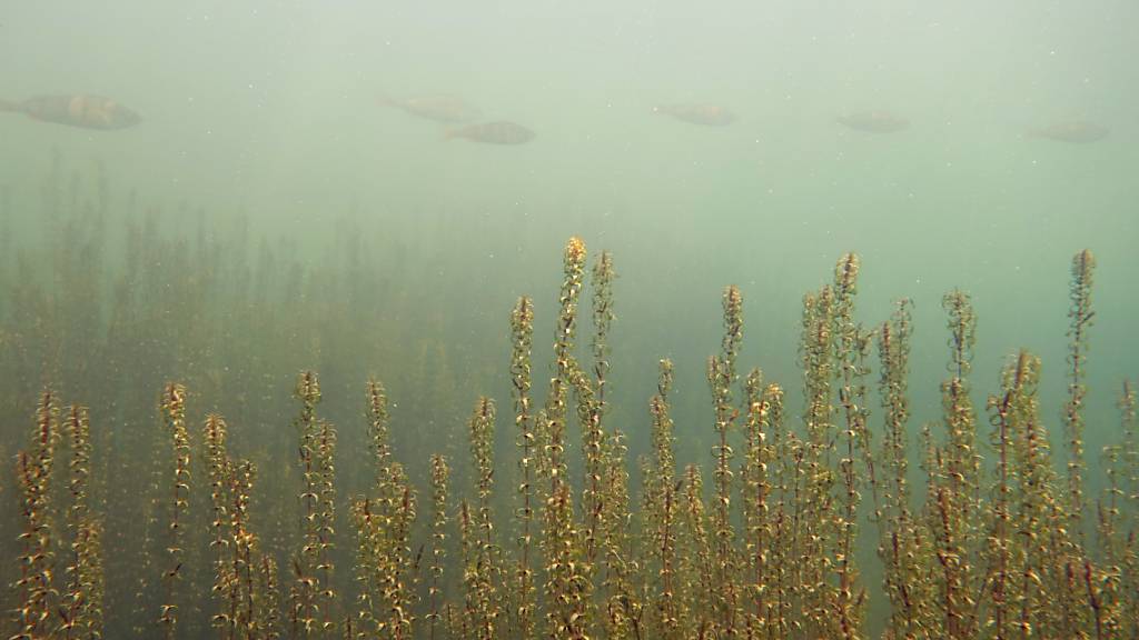 Die invasive Nuttalls Wasserpest aus Nordamerika verdrängt im Obersee bei Näfels die heimischen Pflanzen.