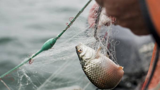 Berufsfischer am Bodensee angeln sich finanzielle Unterstützung