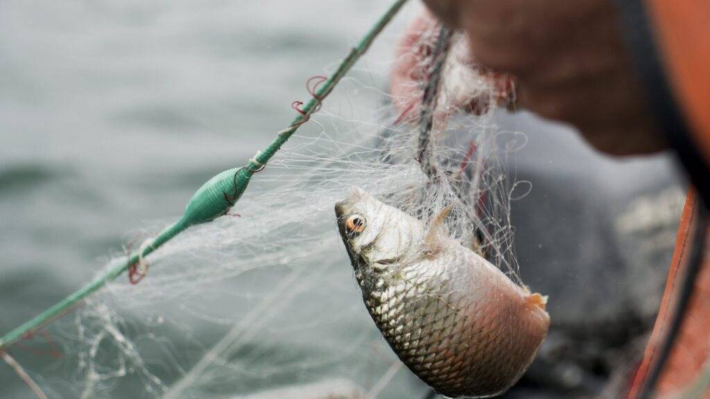 Die Berufsfischer ziehen seit Jahren immer weniger Fische ins Boot. (Symbolbild)
