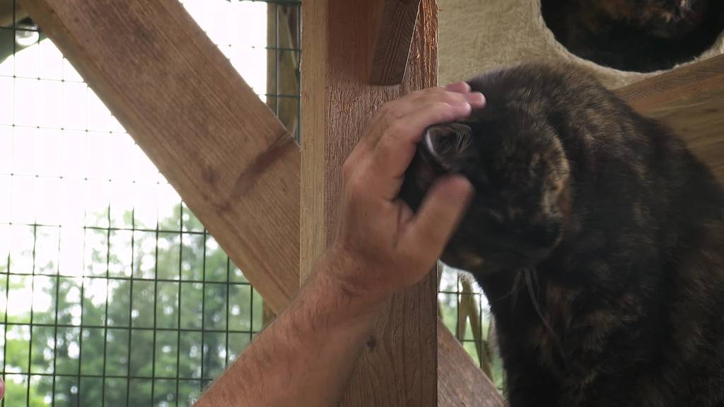 Wenig Feriengäste: Tierheim Sitterhöfli kämpft ums Überleben