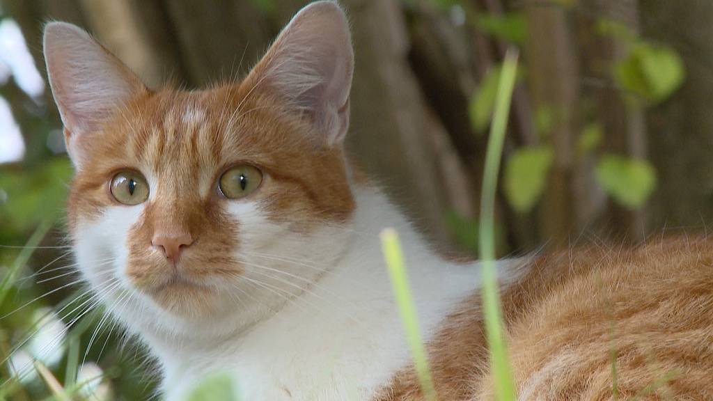 Diebischer Kater in Oerlikon: Chilli bringt Kleidung mit nach Hause