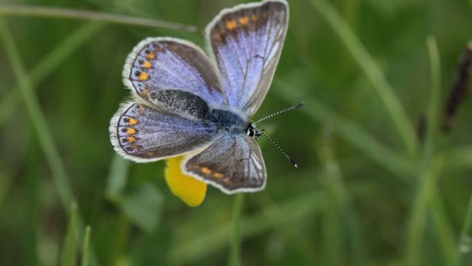 Invasive Pflanzen bringen Schmetterlinge in Bedrängnis