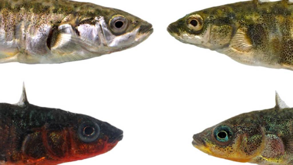 Vertreter des Dreistachligen Stichlings aus dem Bodensee (links) und den umliegenden Bächen (rechts). Die beiden Ökotypen unterscheiden sich unter anderem in Körpergrösse, Färbung der Weibchen (oben) und Brutfärbung der Männchen (unten).